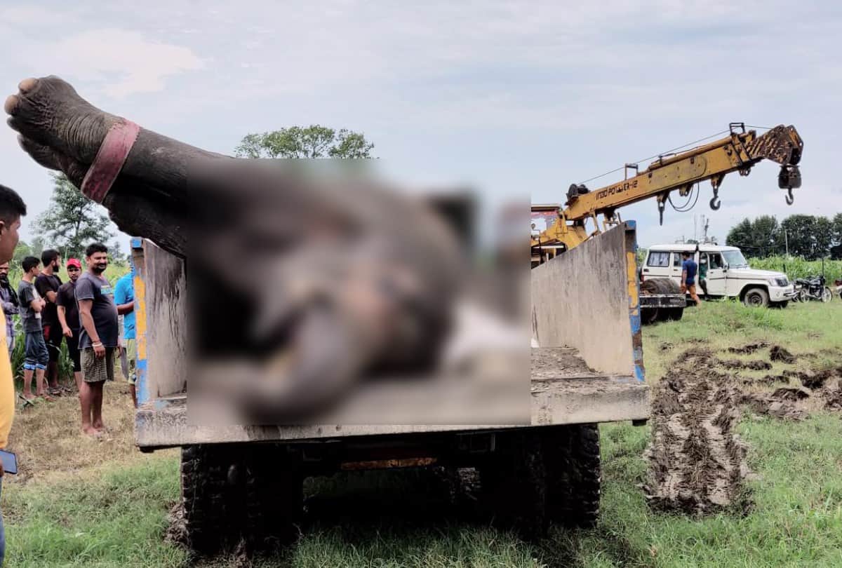 Elephant died due to electrocution on the banks of river Yamuna in sirmour himachal