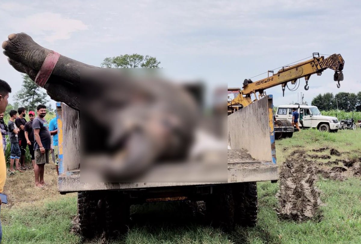 Elephant died due to electrocution on the banks of river Yamuna in sirmour himachal