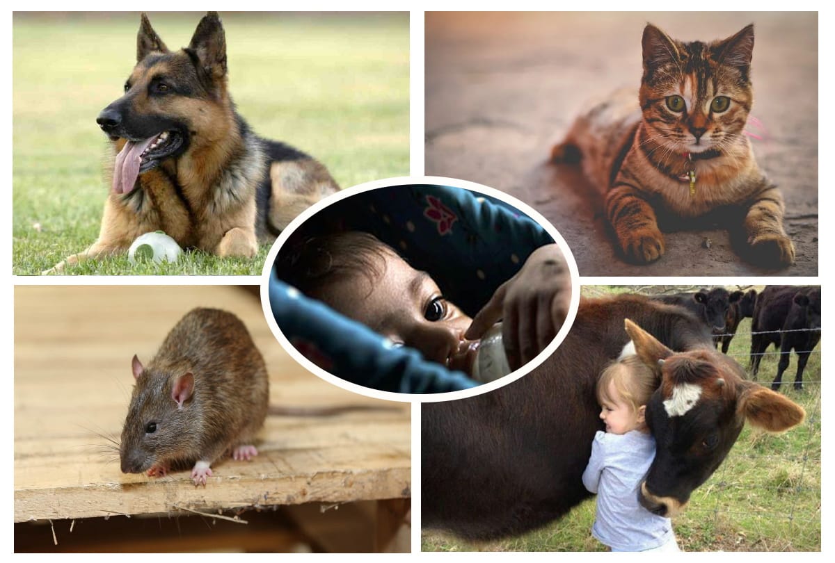 encephalitis in Gorakhpur careful with dogs cats moles and rats due to dangerous for children
