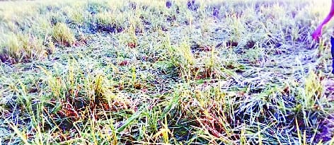 Elephants trampled the crop in the forest of Devipur