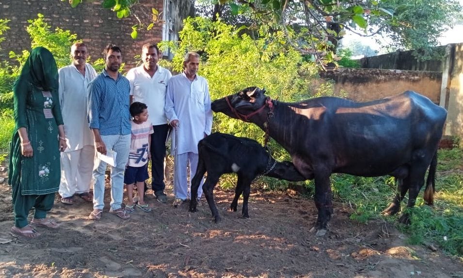 Khazan's buffalo first by giving 23 kg of milk, awarded 20 thousand rupees