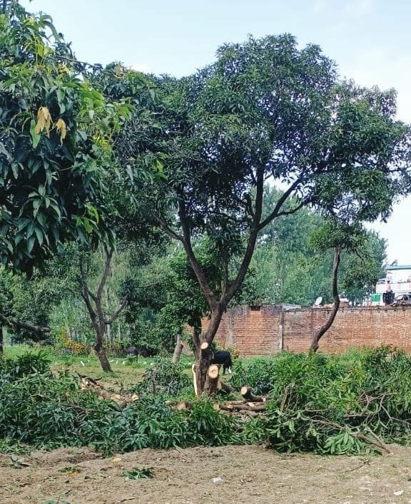 18 trees were lopped without permission