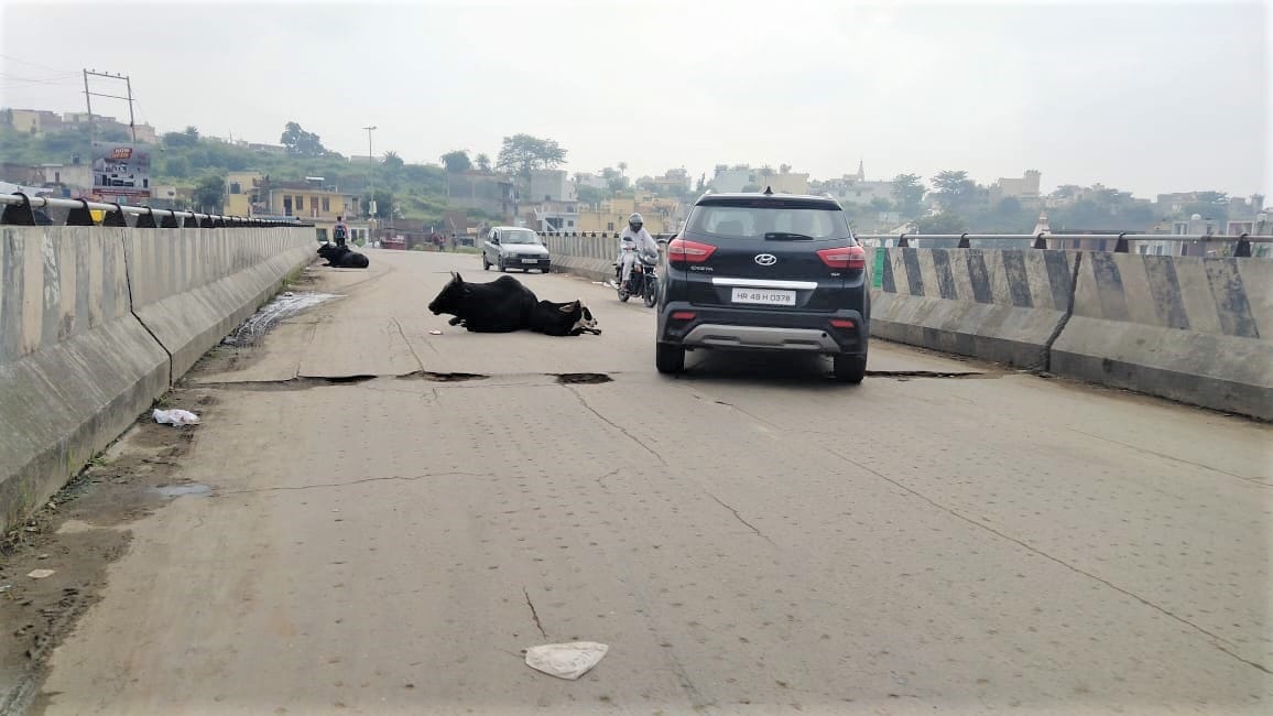 Accidents due to unclaimed animals in Kalka, officials are not listening