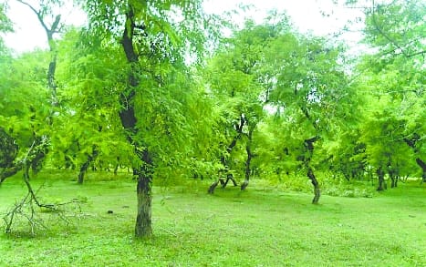 The way the cucumber is identified, the same forest is on the verge of extinction