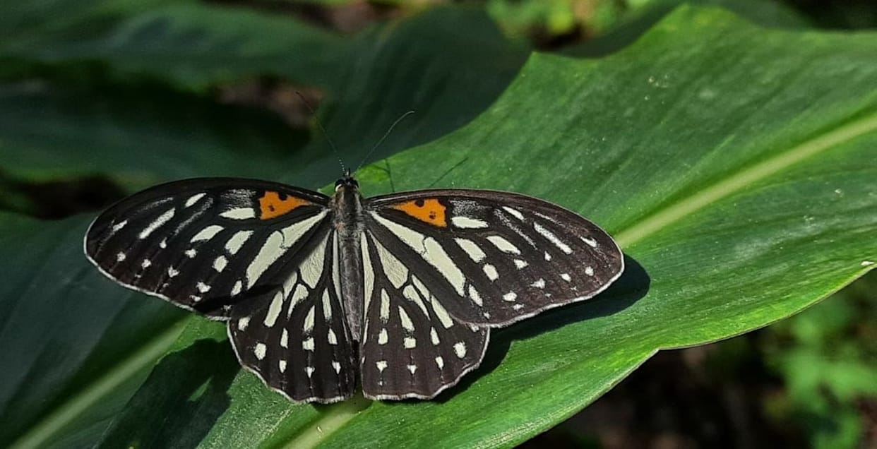 Attractive butterflies seen in the Village Trail
