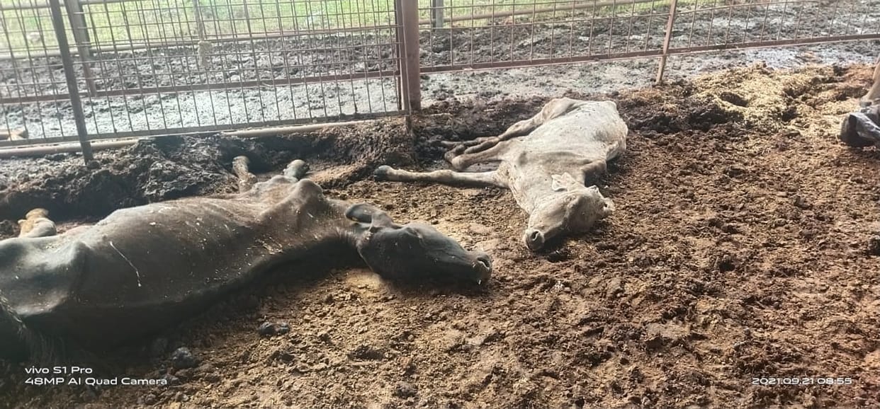 etawah news,Two more cows died in Bahadurpur Lohia Gaushala