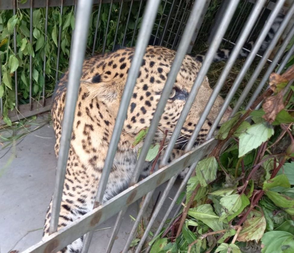 One leopard caught  in a cage, the other ran after the bike riders