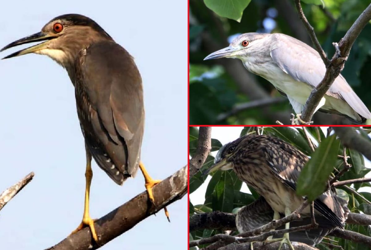 Forest Department will protect birds and their eggs present in Gorakhpur court complex