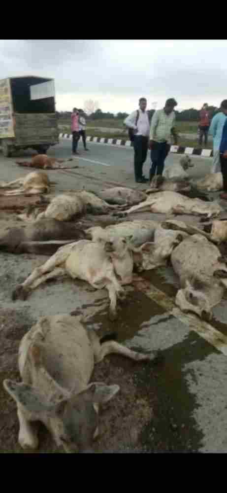 High speed dumper hit a herd of cows, more than two dozen cows dead