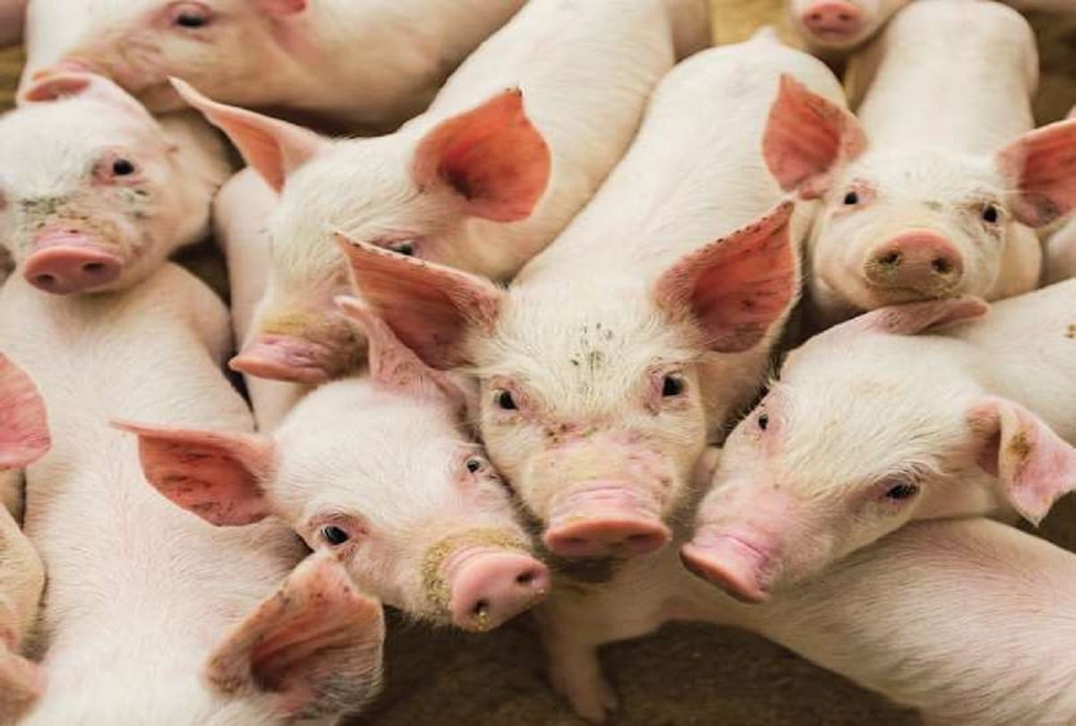 After Mizoram, African swine flu spread in Tripura all pigs in one kilometer area will be killed