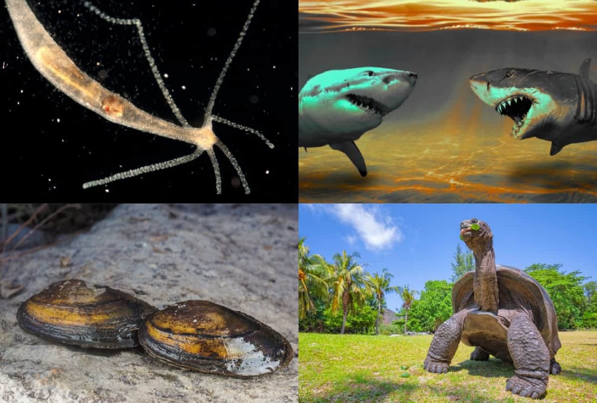Animals with longest lifespan know about them