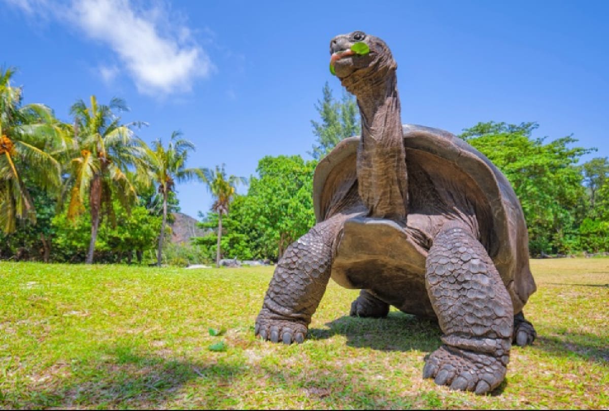 Animals with longest lifespan know about them