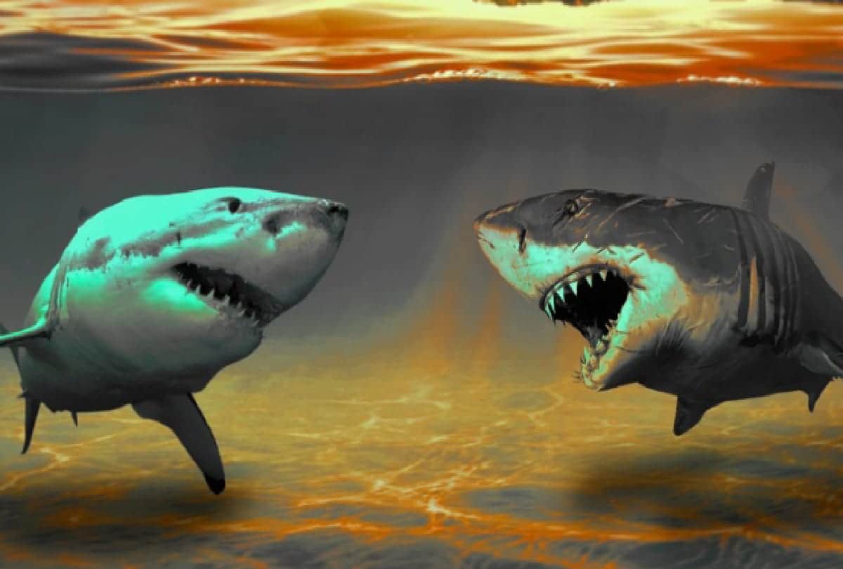 Animals with longest lifespan know about them