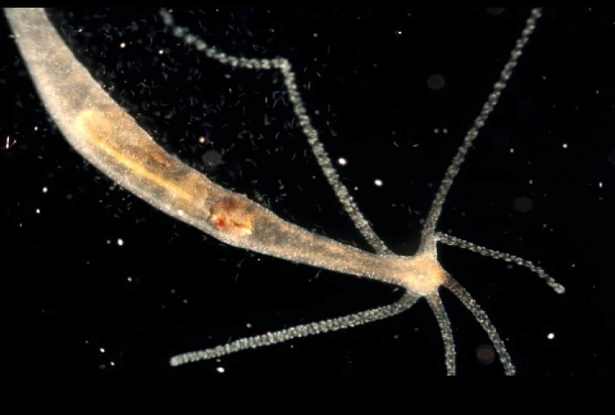 Animals with longest lifespan know about them