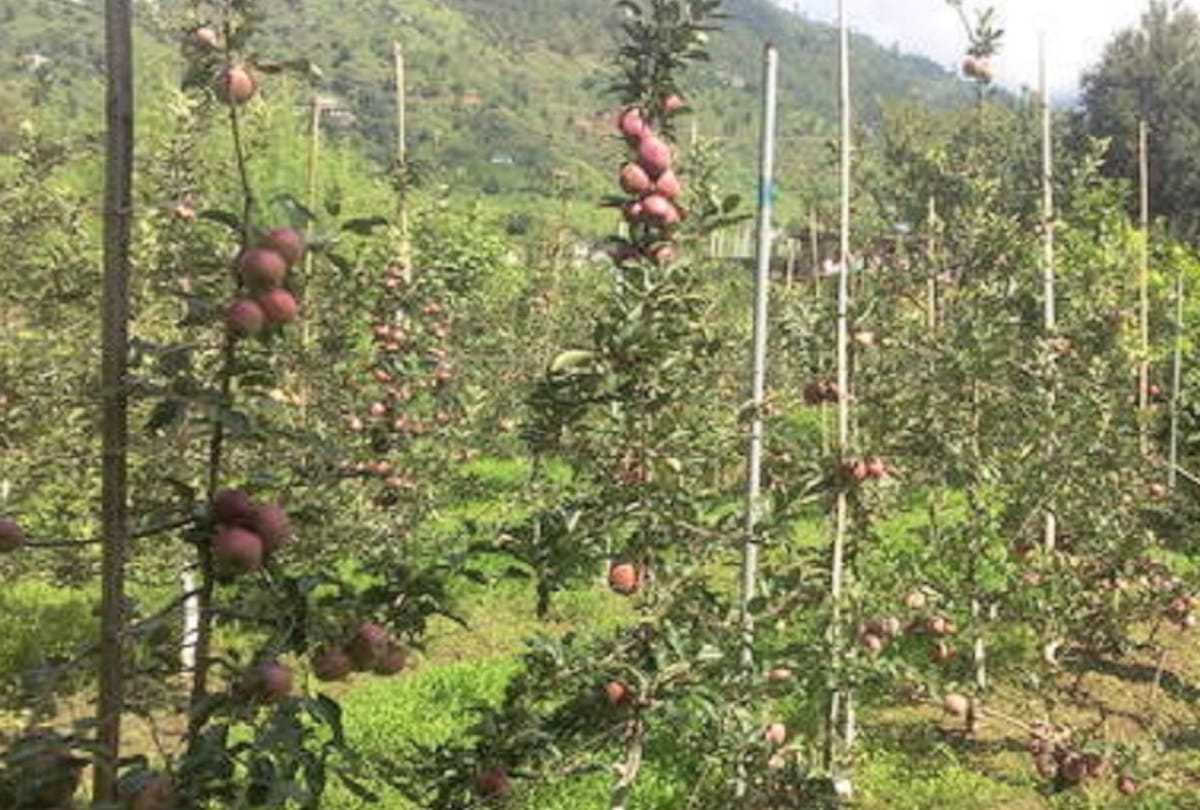 Himachal's 17 firms and horticulturist are getting apple and cherry plants directly from abroad