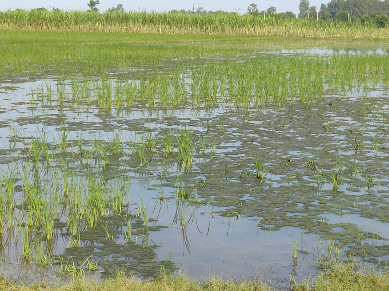 Flood water receded from villages, infectious diseases spread