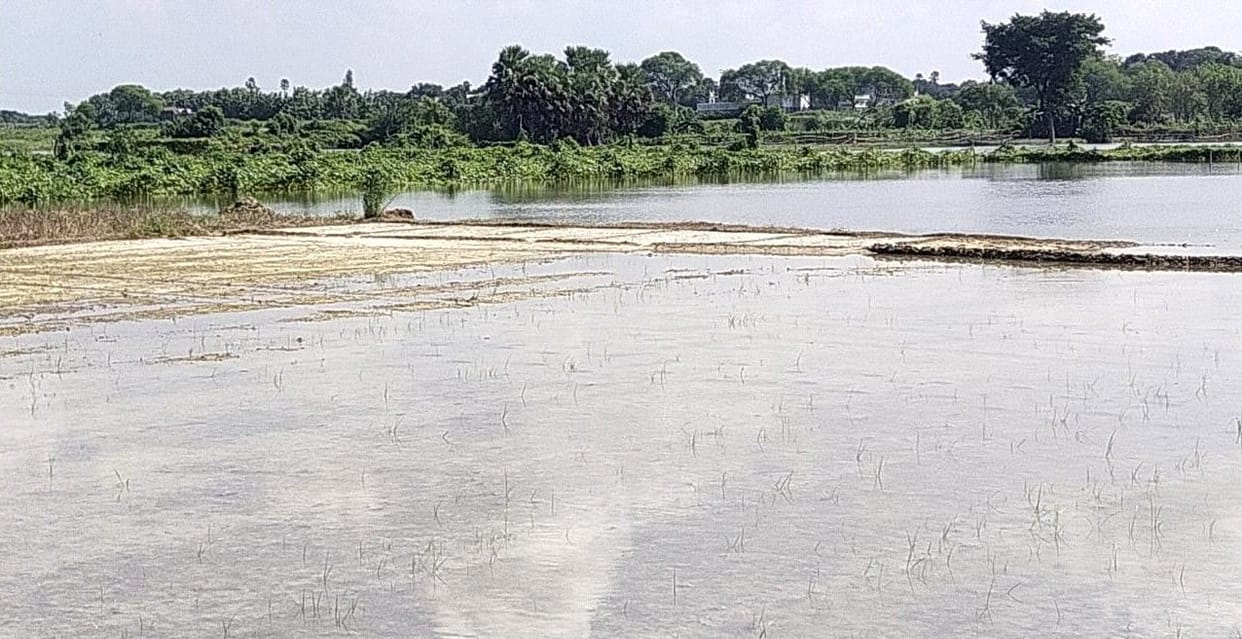 Rain ruined green vegetable cultivation of farmers