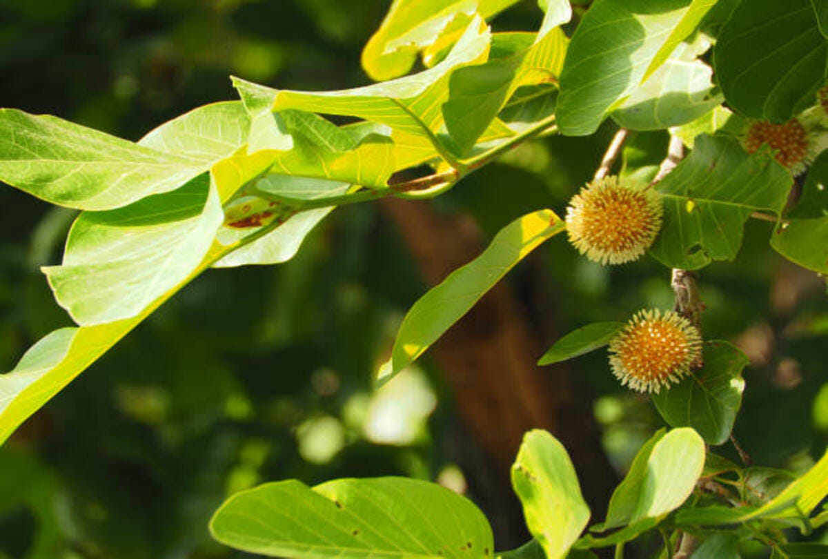 Hariyali Amavsya, an occasion to bond with the nature