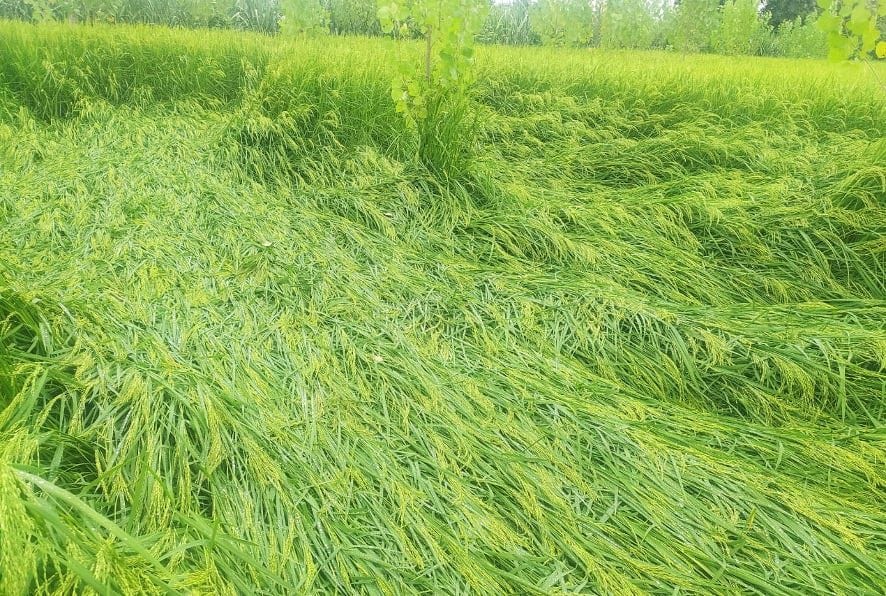 Paddy crop ruined by rain and strong wind