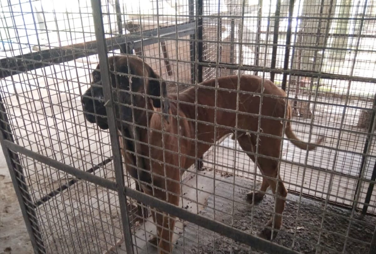 Three dogs of Gorakhpur Mayor Sitaram Jaiswal have not licensed