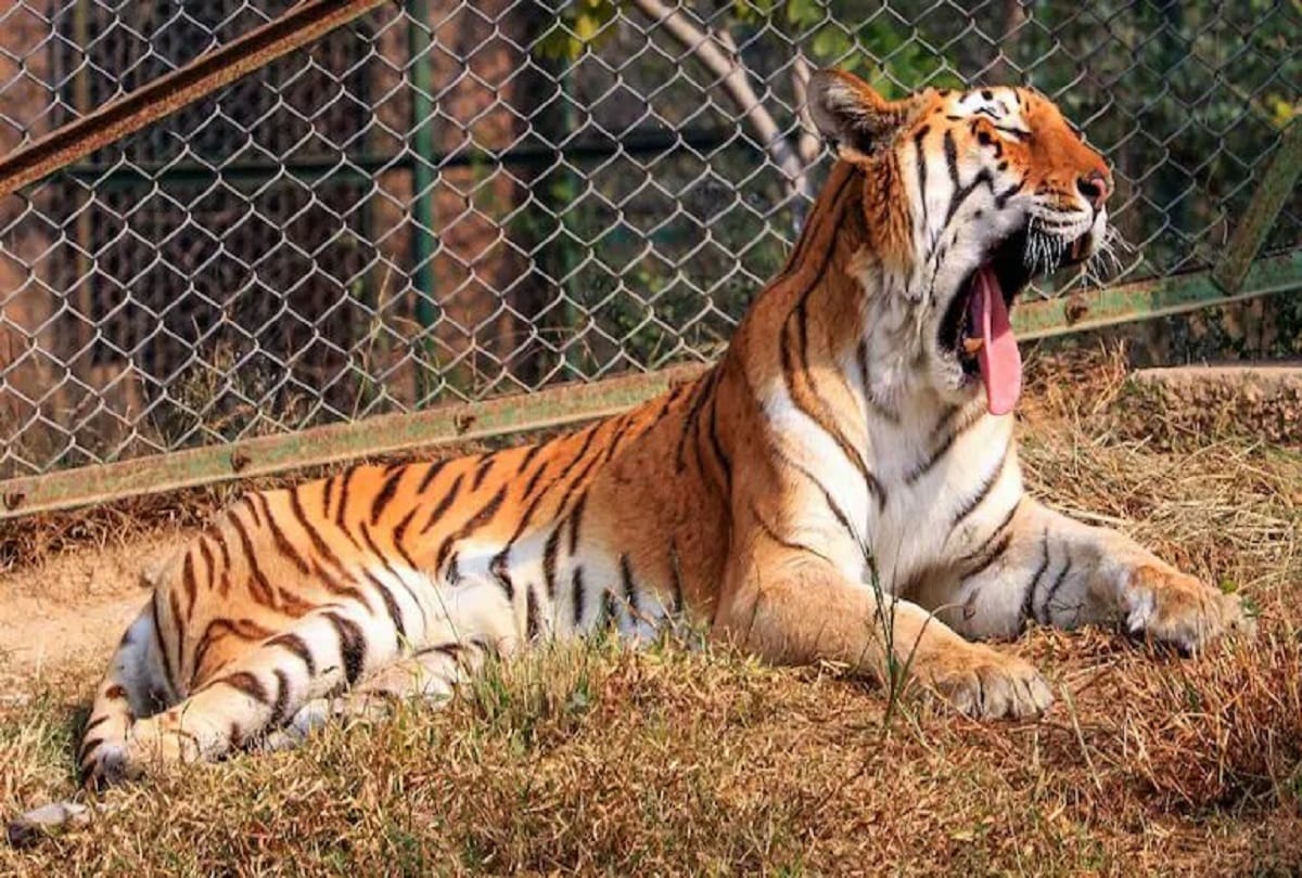 Central government will announce five new tiger reserves this year, total TRs will be 56
