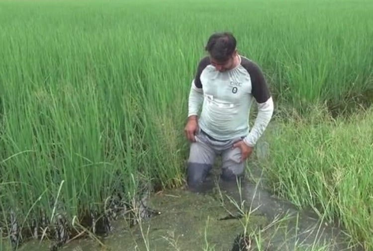 Hundreds of acres of crops submerged due to rain in Sonipat
