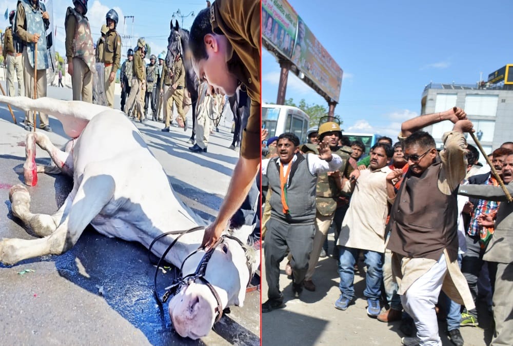 Uttarakhand Shaktimaan Case: Know About All Facts Police Horse Shaktiman Murder By Bjp Mla