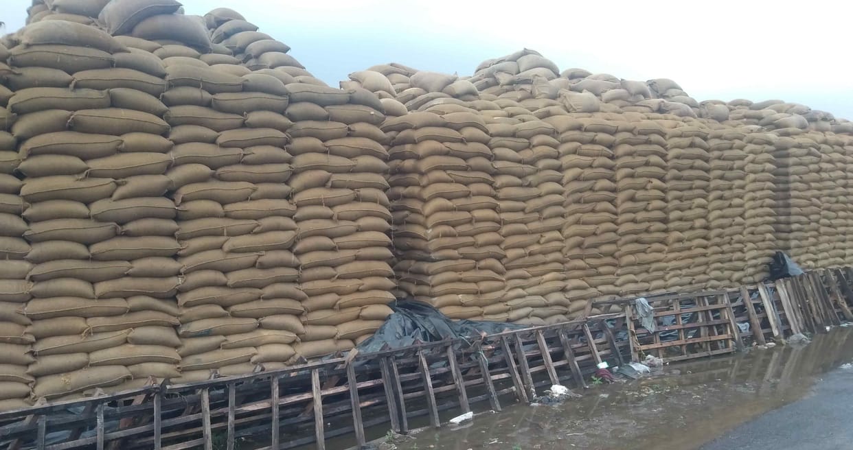 Wheat is getting wet again and again in the market, the administration is not paying attention