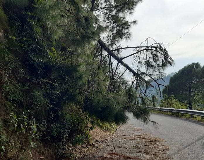Tree Hinders the Traffic