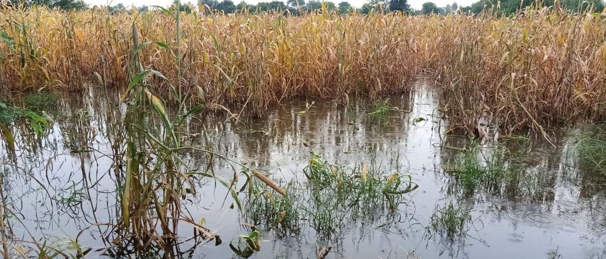 crop damage due to heavy rain in Bhiwani district