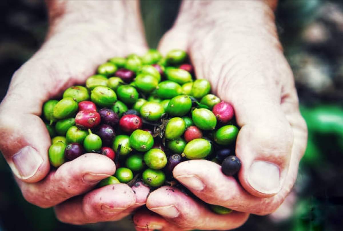 Health benefits of Green coffee for weight loss tips in hindi