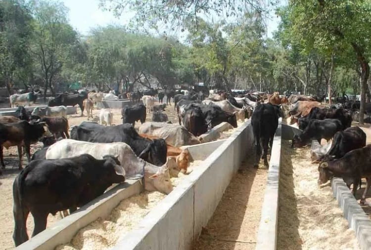Embryo transplantation method adopted in the Gaushala located in Pinjore