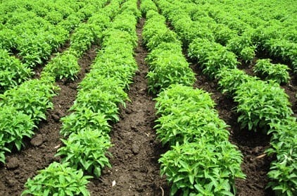 mentha crop