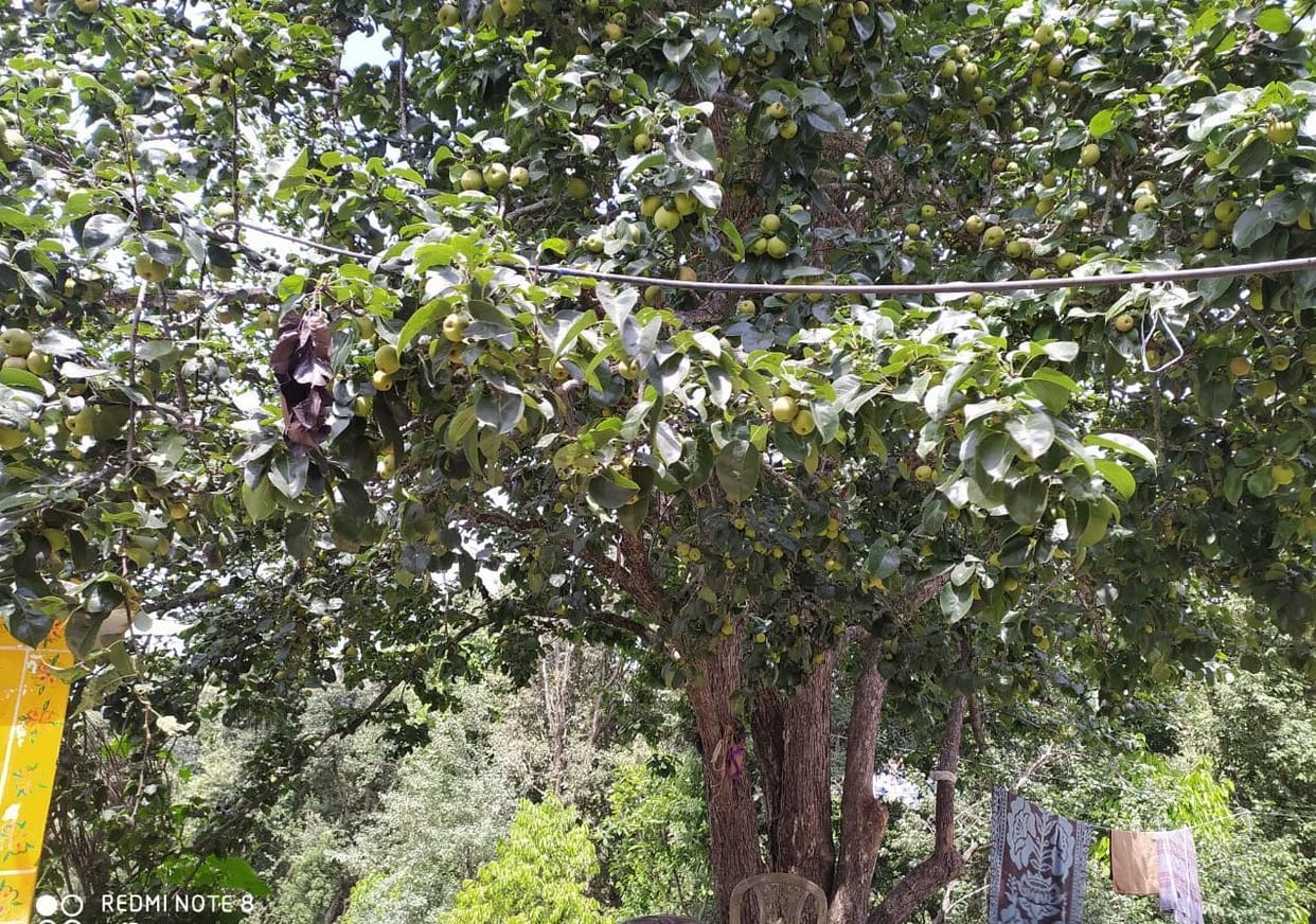 Production of Nashpati in Champawat