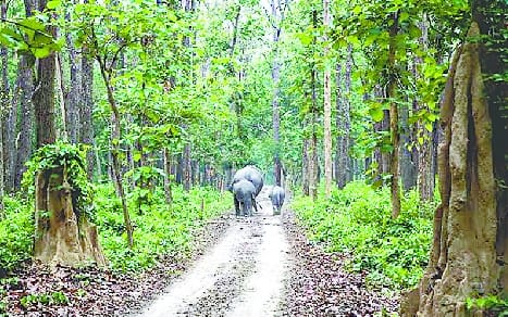 DTR will earn 15 crores every year from carbon credits