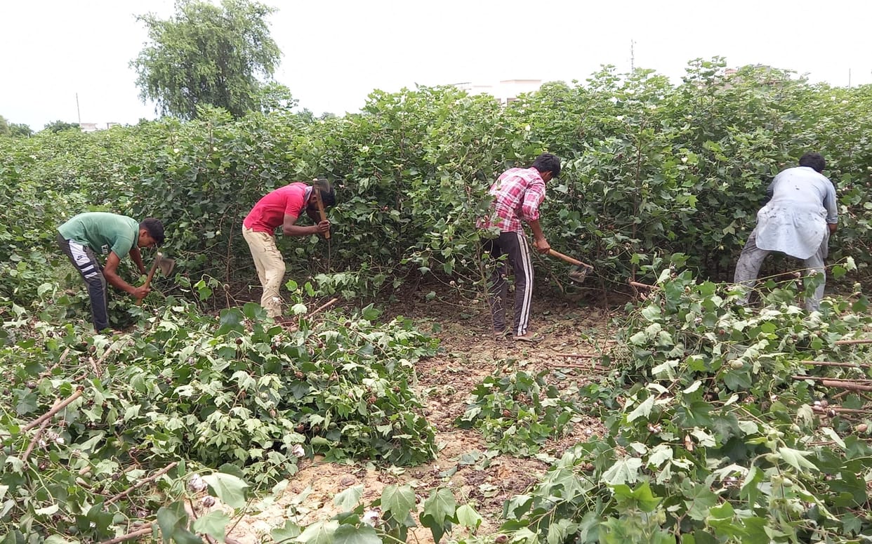 Farmer uprooted 2 acres of soft crop due to pink bollworm