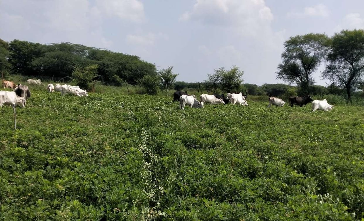 15 bighas of farmers' standing crop grazed Anna Govansh