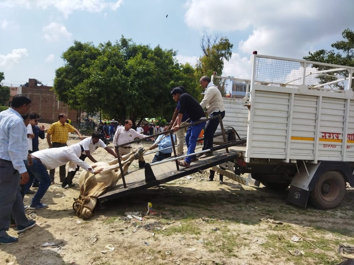 Municipality caught five destitute cows from the city