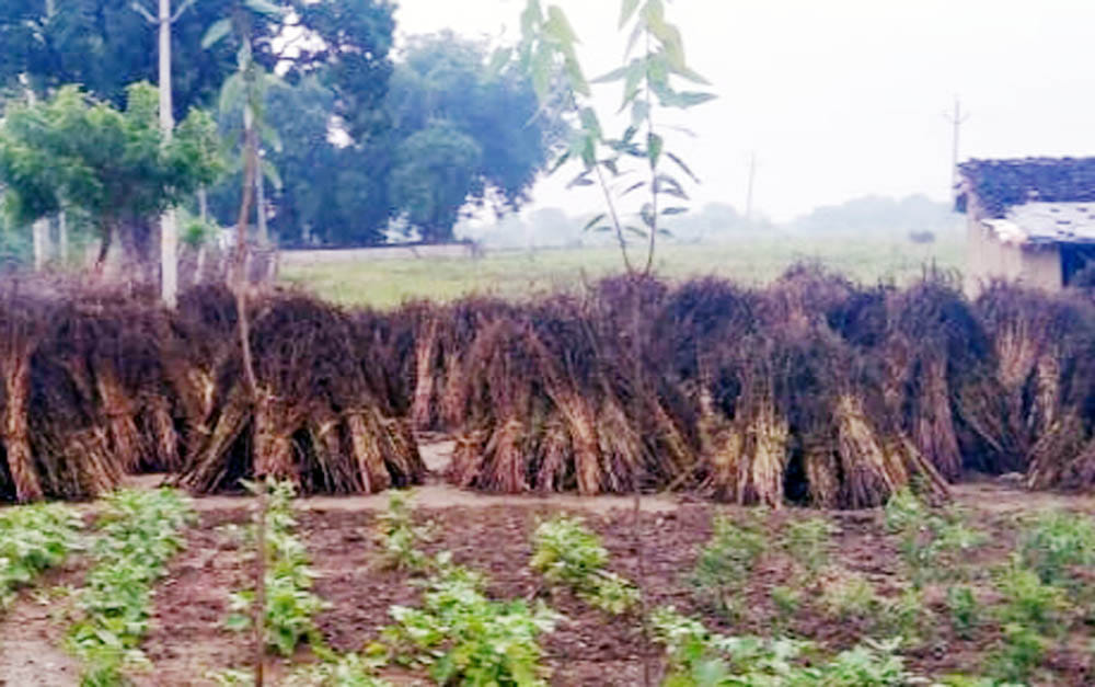 Due to the rain, the farmers' hopes were ruined, the harvested crops were ruined.