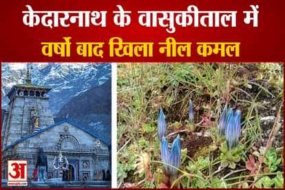 Neel Kamal blossomed in Kedarnath's Vasukital After years  watch video