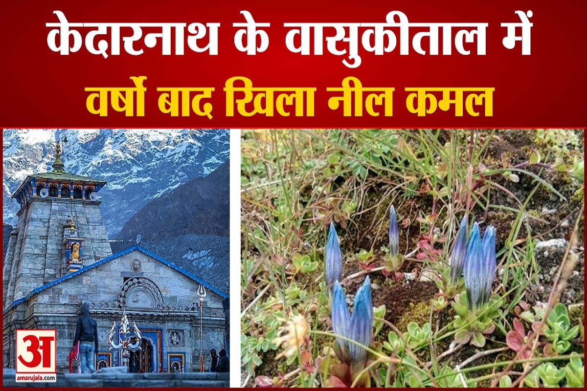 नील कमल के फूल खिले