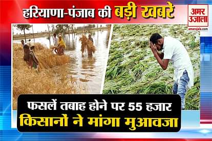 55 thousand haryana farmers asked for compensations after crops damaged including haryana punjab top news