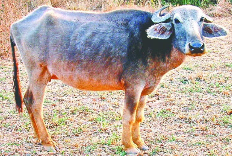 Two new breeds of Indian buffaloes registered Dharwadi breed to karnataka and Manda from odisha