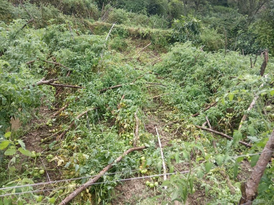Two days of heavy rain cause loss worth rupees 1.5 crore to agriculture deptt in Solan distt
