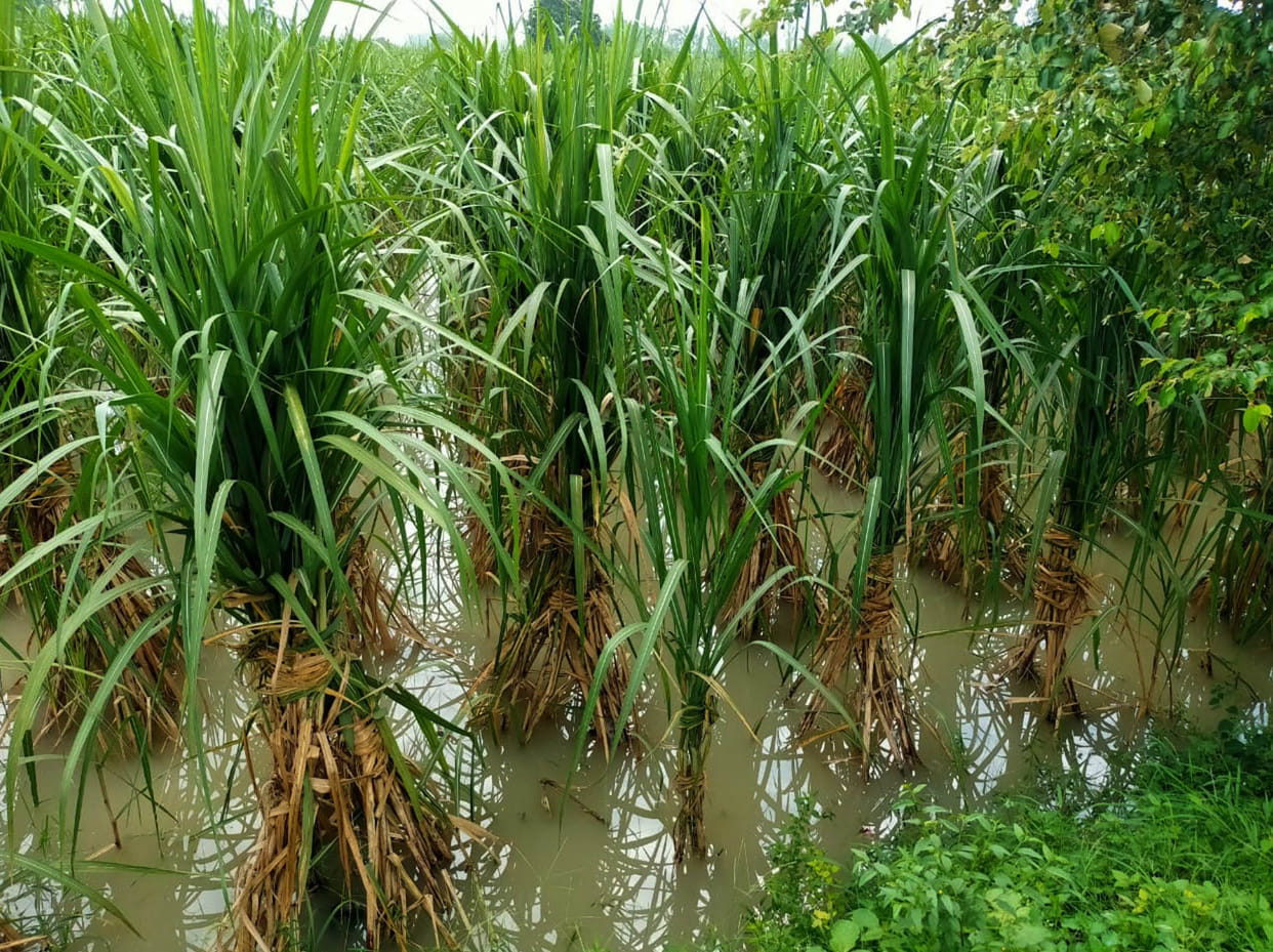 Canal track broken, hundreds of bighas of crops destroyed