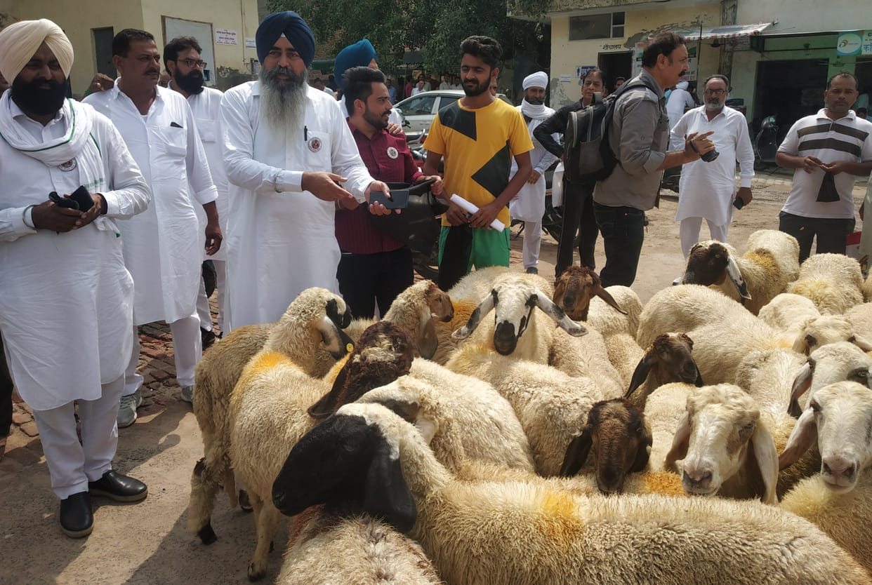 Unique performance: Distressed by the functioning of the officials, the BJP district president reached the NP office with a herd of sheep