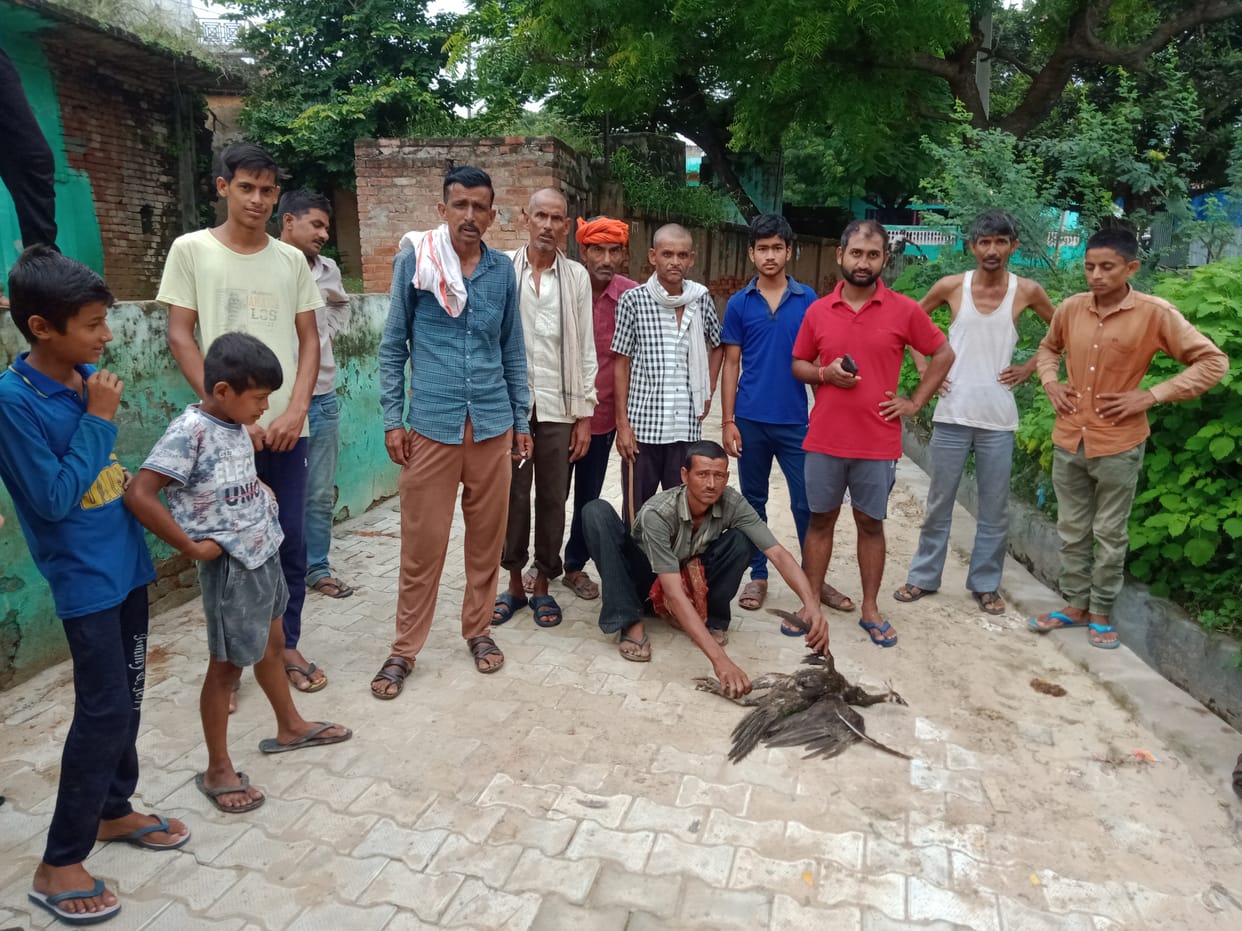 etawah news,Crocodile made peacock bite, killed another
