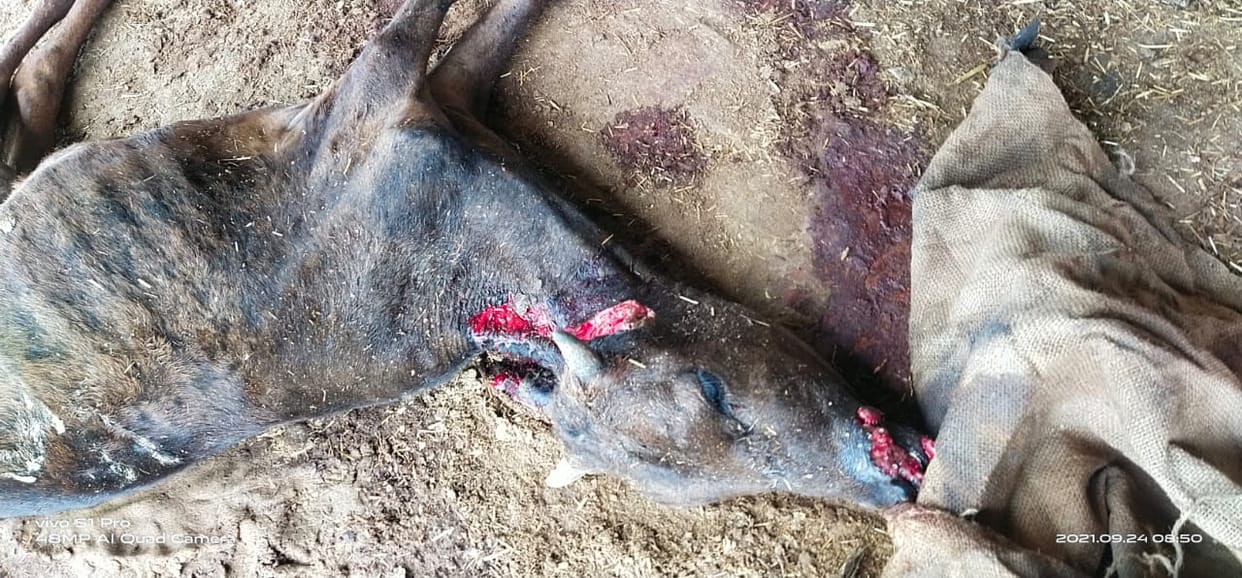 etawah news,Three cows died in two cowsheds