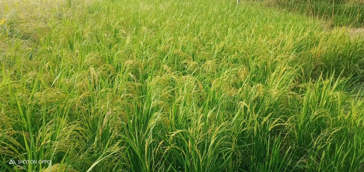 Normal paddy will be purchased at Rs 1940 per quintal