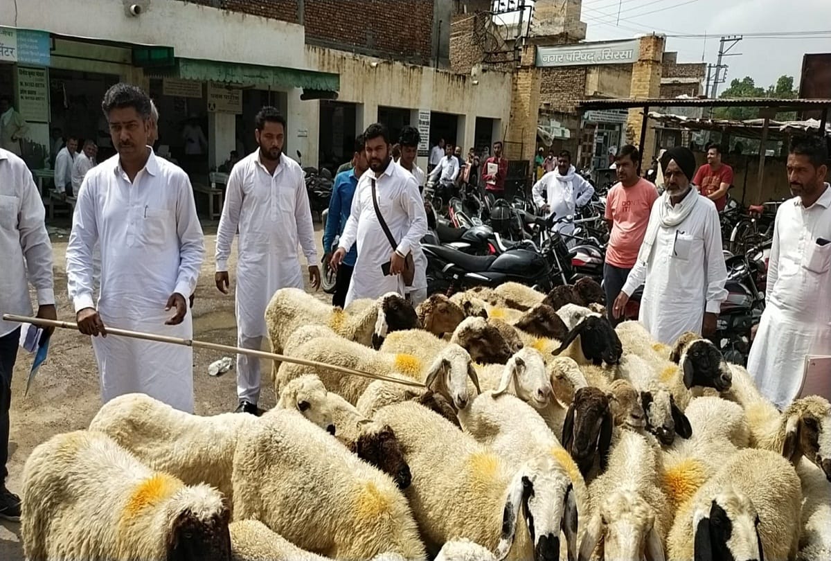 Sirsa bjp president enter in city council office with sheeps alleges corruption